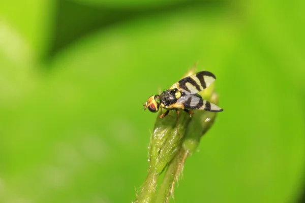 Primer plano de la mosca de la fruta — Foto de Stock