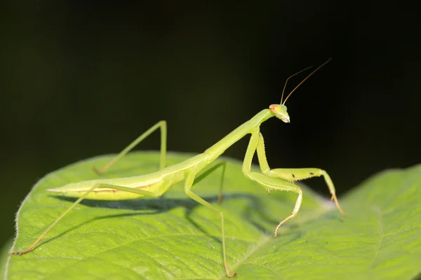 Mantis perched on the leaves — Stock Photo, Image