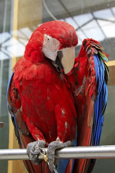 Roter Scharlachara im Zoo — Stockfoto