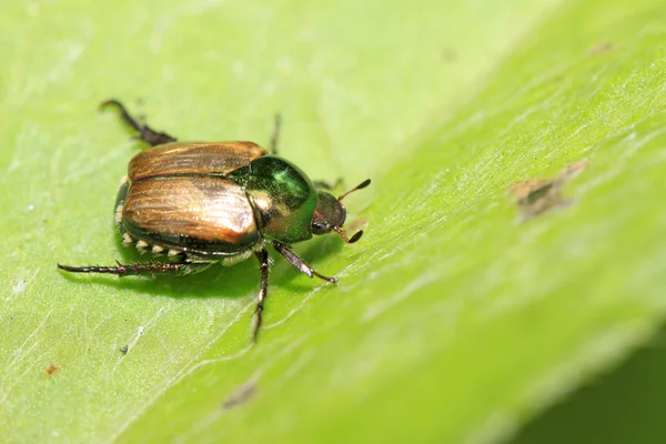 Escarabajos del estiércol — Foto de Stock