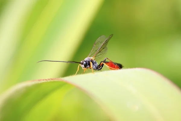 Ichneumon wasp on green leaf in the wild — Stock Photo, Image