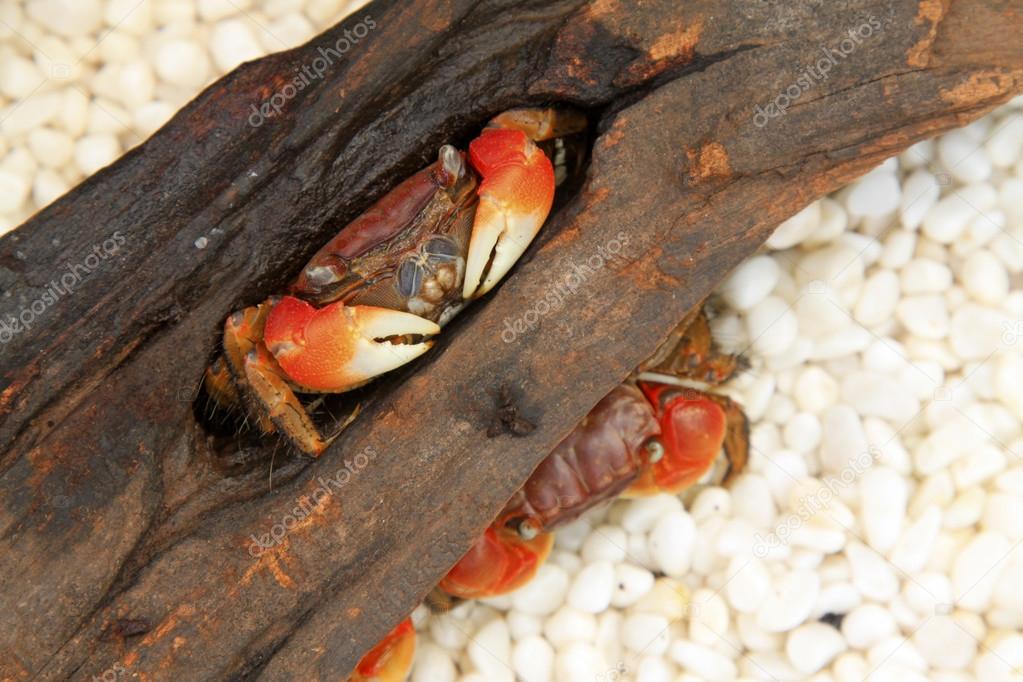 crabs inhabiting the dry wood
