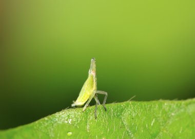 balmumu böceği larvaları yaprak yeşil üzerinde