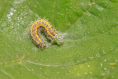 böcekler larvalar yaprakların üzerine