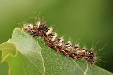Kelebek böcek larvaları yaprak yeşil üzerinde