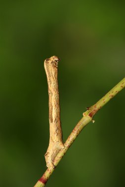 geometrik