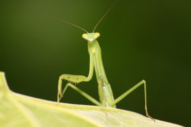 yapraklarda tünemiş mantis