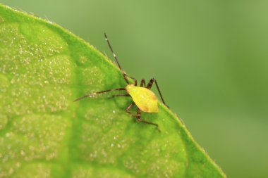Yeşil çekirke larva yaprak yeşil üzerinde