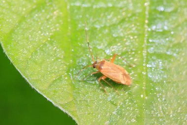 yeşil yaprak üzerinde çekirke