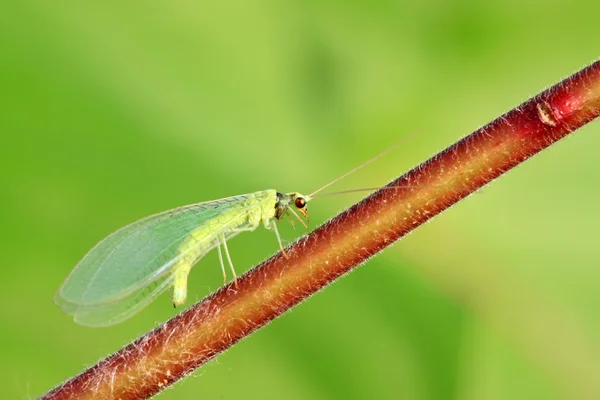 Lacewing leci na zielony liść — Zdjęcie stockowe