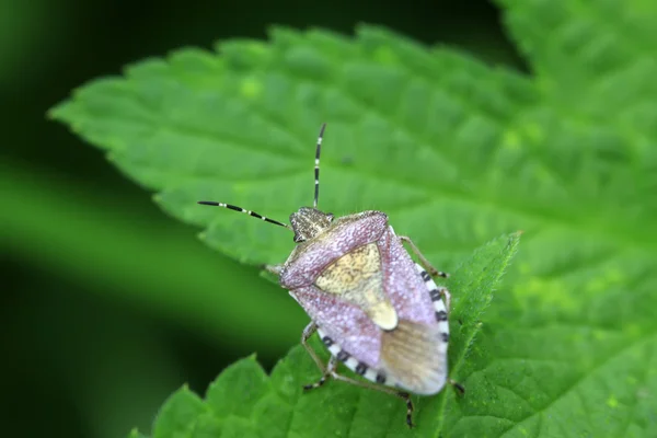 Stinkbug на зеленый лист — стоковое фото