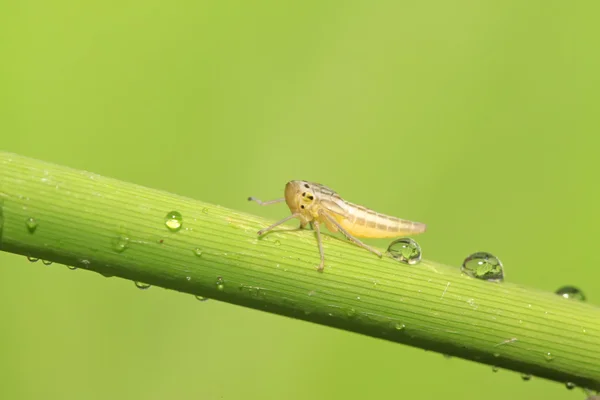 Leafhopper larvae — Stock Photo, Image