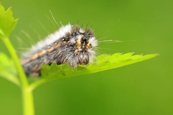 Kelebek larva - tırtıl — Stok fotoğraf