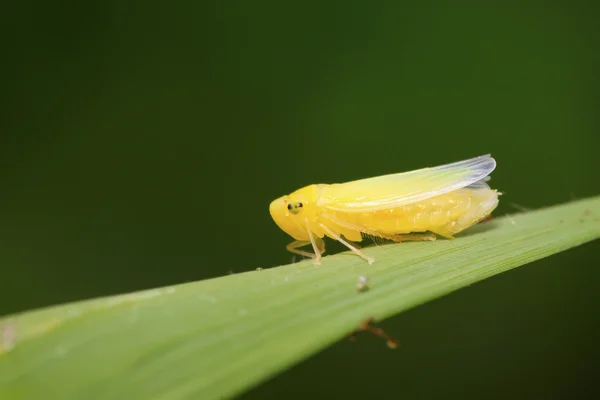 Leafhopper larvae — Stock Photo, Image