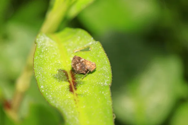 Balmumu kabak Kepçe ağustosböceği — Stok fotoğraf