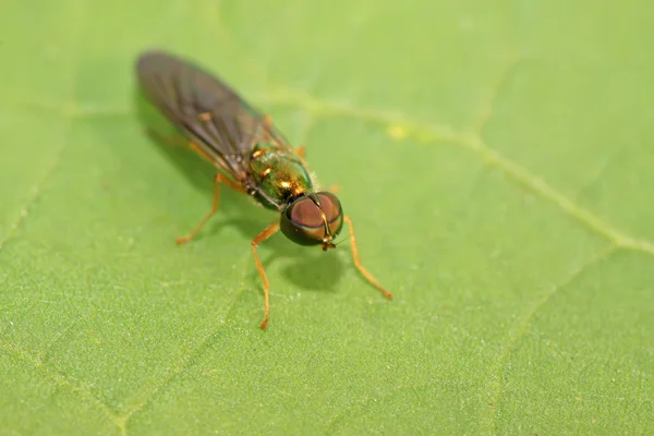 Tabanidae insetti su foglia verde — Foto Stock