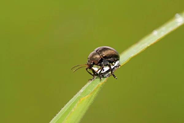 Scarabeo delle foglie di patata dolce — Foto Stock