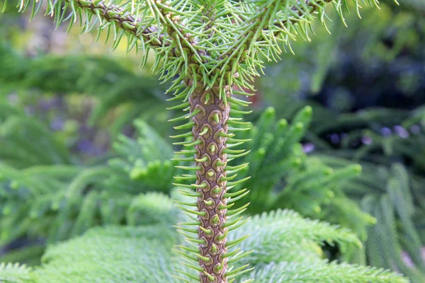 Araucaria sapı — Stok fotoğraf