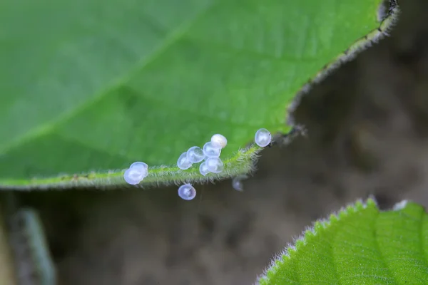 Böcek yumurta kabukları üzerindeki yeşil yaprak — Stok fotoğraf
