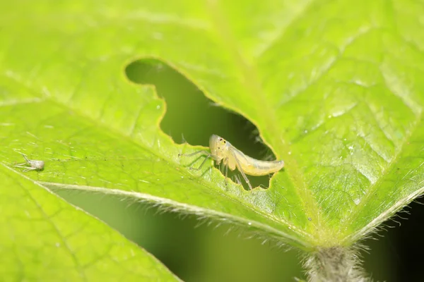 Leafhopper larvalar — Stok fotoğraf