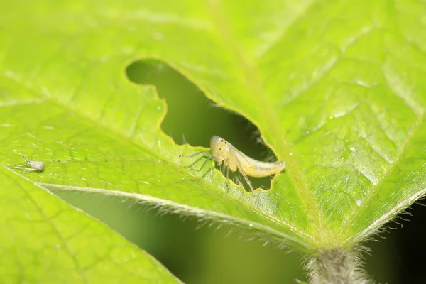 Dwergcicade larven — Stockfoto