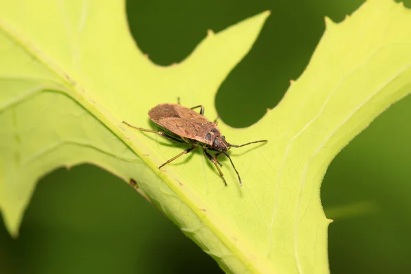 Rote Stinkwanze — Stockfoto