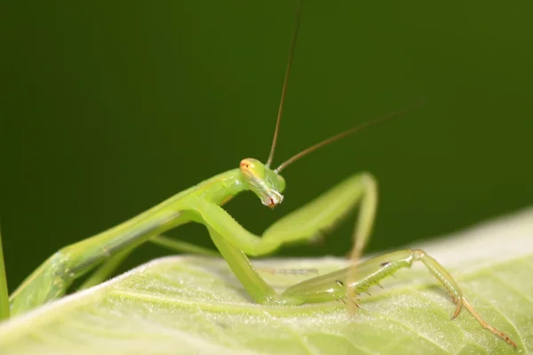 Mantis encaramada en las hojas — Foto de Stock