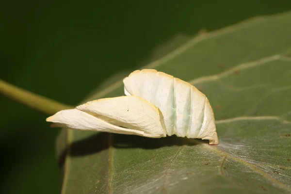 Pupa powłoki — Zdjęcie stockowe