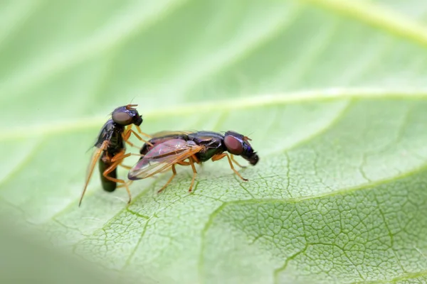 Moscas insetos na folha verde — Fotografia de Stock