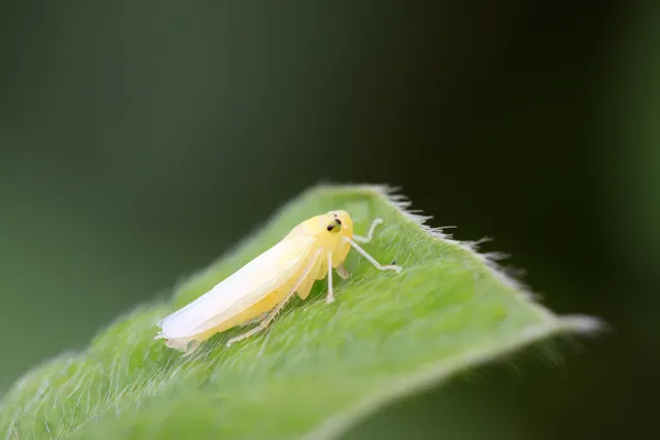 Leafhopper larvalar — Stok fotoğraf