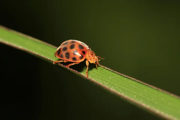 Escarabajo de la patata — Foto de Stock