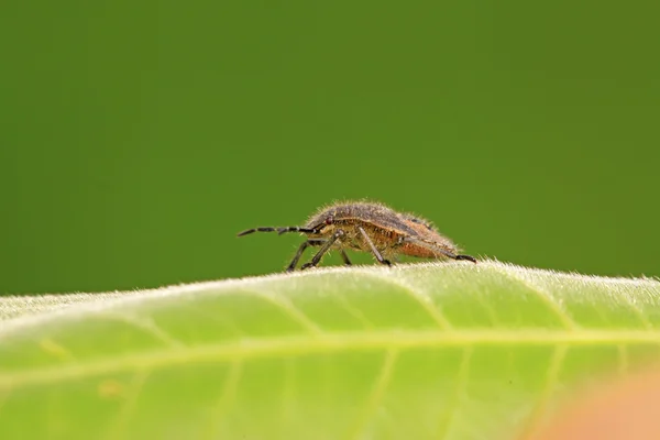 Larwy stinkbug na zielony liść — Zdjęcie stockowe
