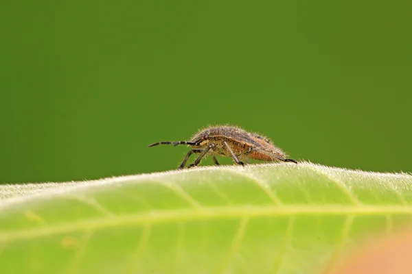 Stinkbug larvy na zelený list — Stock fotografie