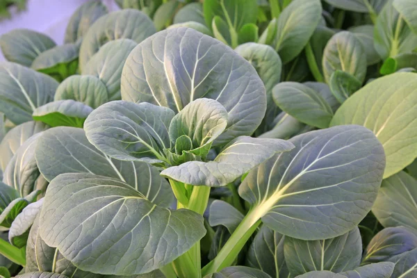 Bodenloser Anbau von grünem Gemüse — Stockfoto