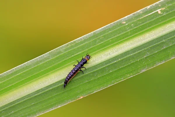 Carabidae insectos — Fotografia de Stock