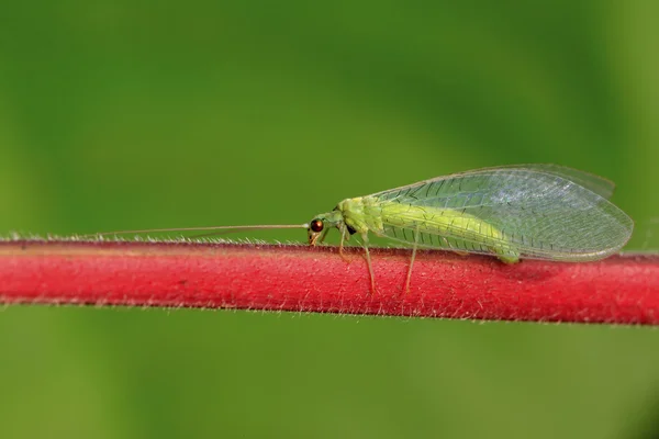 Lacewing leci na zielony liść — Zdjęcie stockowe
