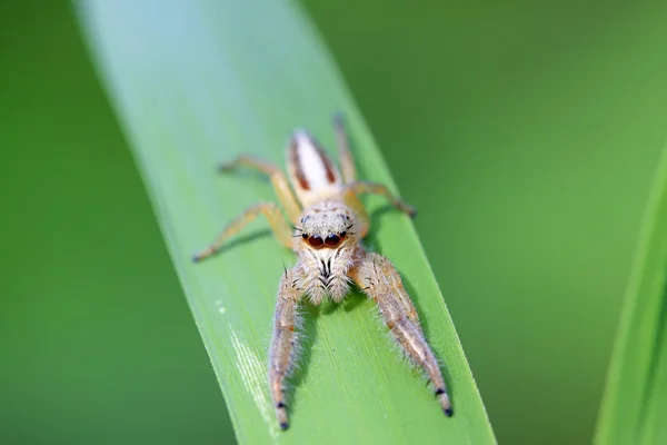 Spider — Stock Photo, Image