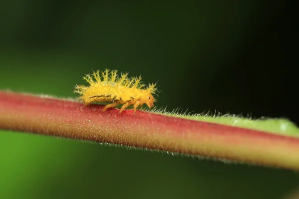 Larve di coccinella — Foto Stock