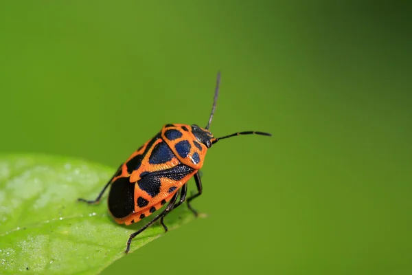 yeşil yaprak üzerinde çekirke