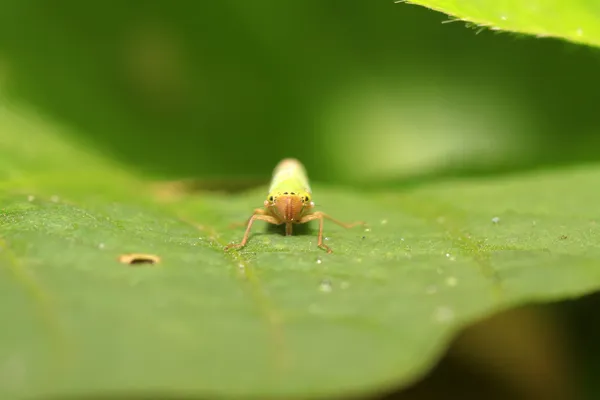 Leafhopper — 스톡 사진