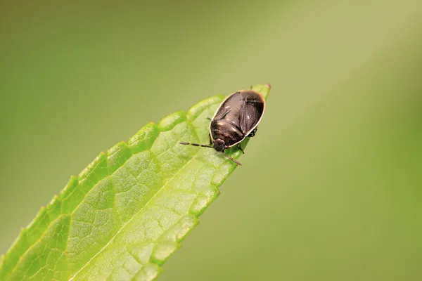 Μαύρο stinkbug προνύμφες σε πράσινο φύλλο — Φωτογραφία Αρχείου