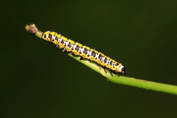 Sla winter nachtvlinder larven — Stockfoto