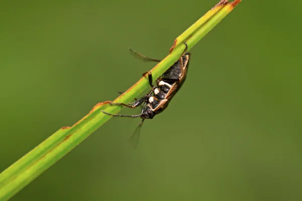 Stinkbug на зеленый лист — стоковое фото