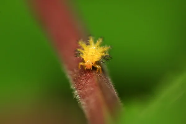 Uğur böceği larvası — Stok fotoğraf