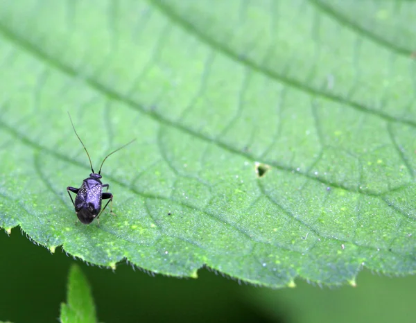 Černé stinkbug na zelený list — Stock fotografie