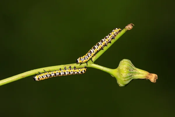 Sla winter nachtvlinder larven — Stockfoto