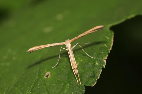 Polilla de la pluma de patata dulce — Foto de Stock