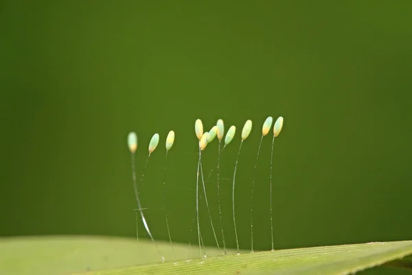 yumurta lacewing uçar