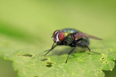 Çıkar erythrocephala