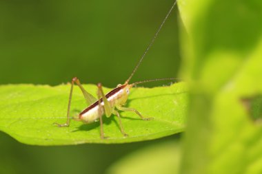 katydids perileri